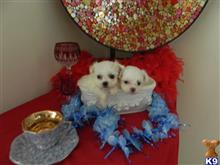 maltese puppy posted by Elegant Babies